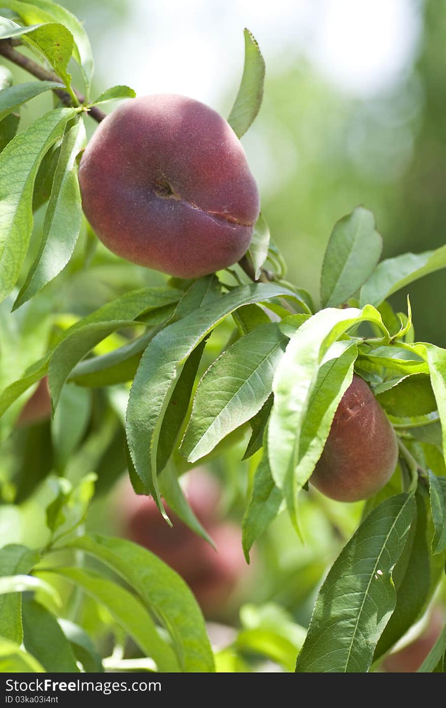 Plantation of peach of Paraguay - Spain