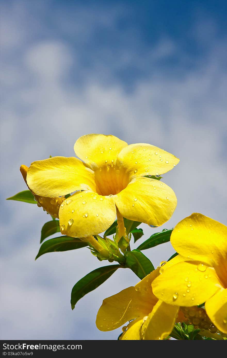 Yellow flowers with blue sky.