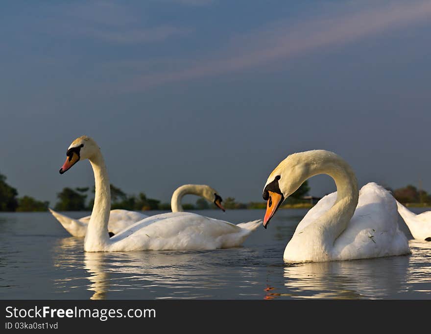 White swan in a lake