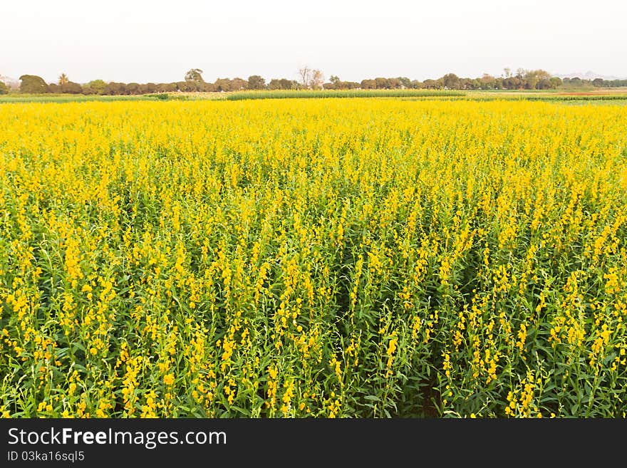 Scenic view of yellow flowers blooming in Thailand