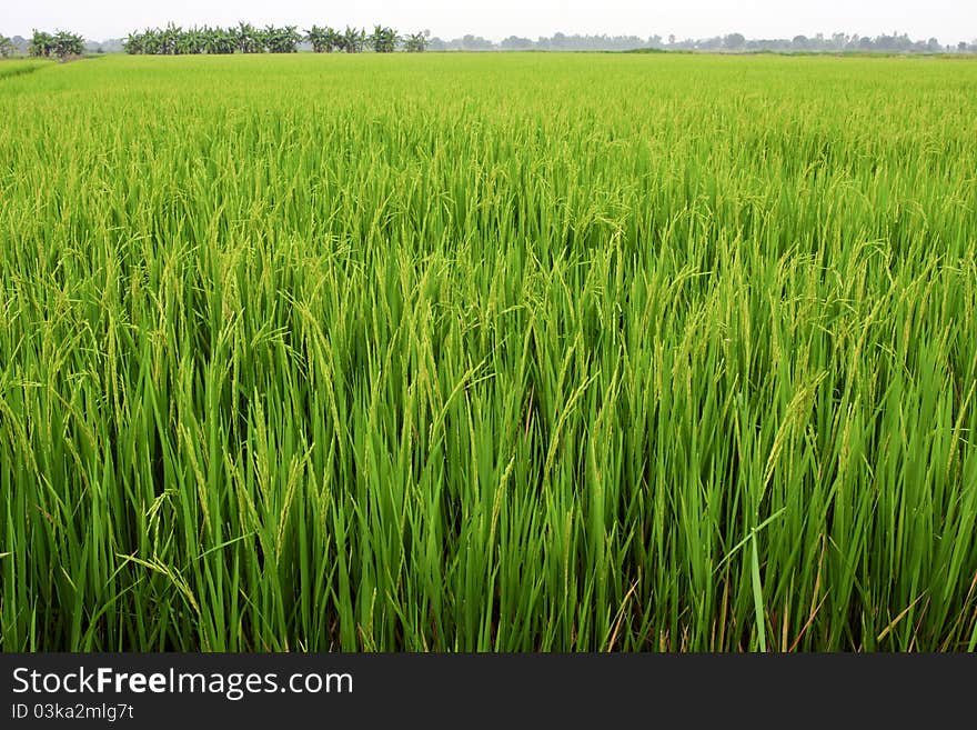 Fields, green with bright yellow spike. Fields, green with bright yellow spike.