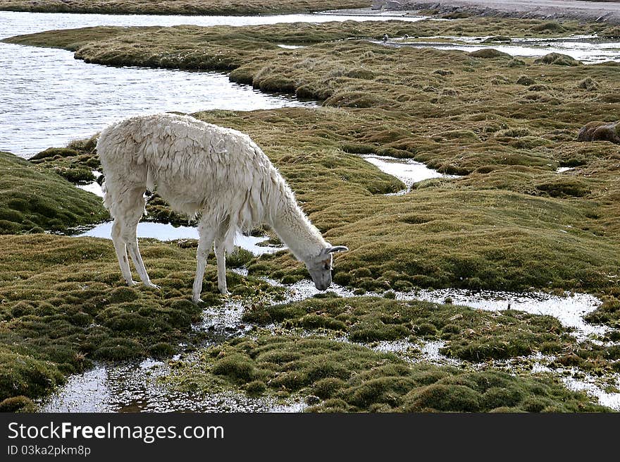 American camelid in their natural habitat, the wetlands. American camelid in their natural habitat, the wetlands