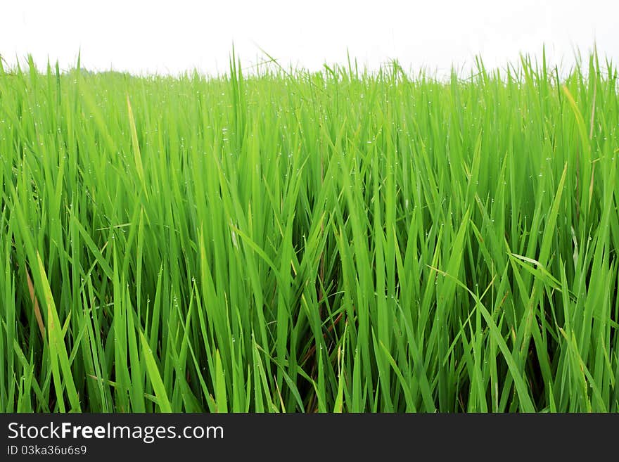 Fields, green with bright yellow spike. Fields, green with bright yellow spike.