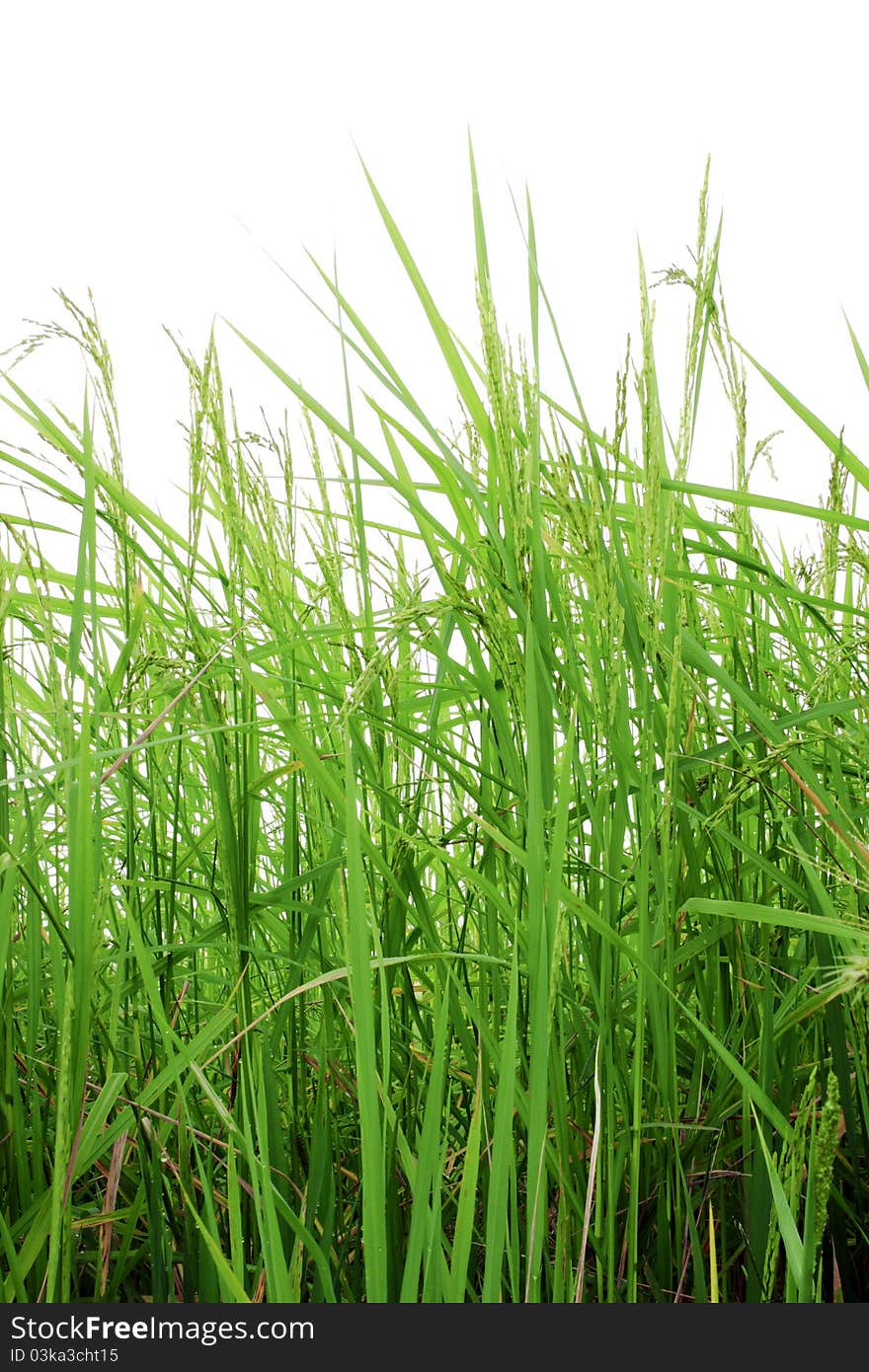 Fields, green with bright yellow spike. Fields, green with bright yellow spike.