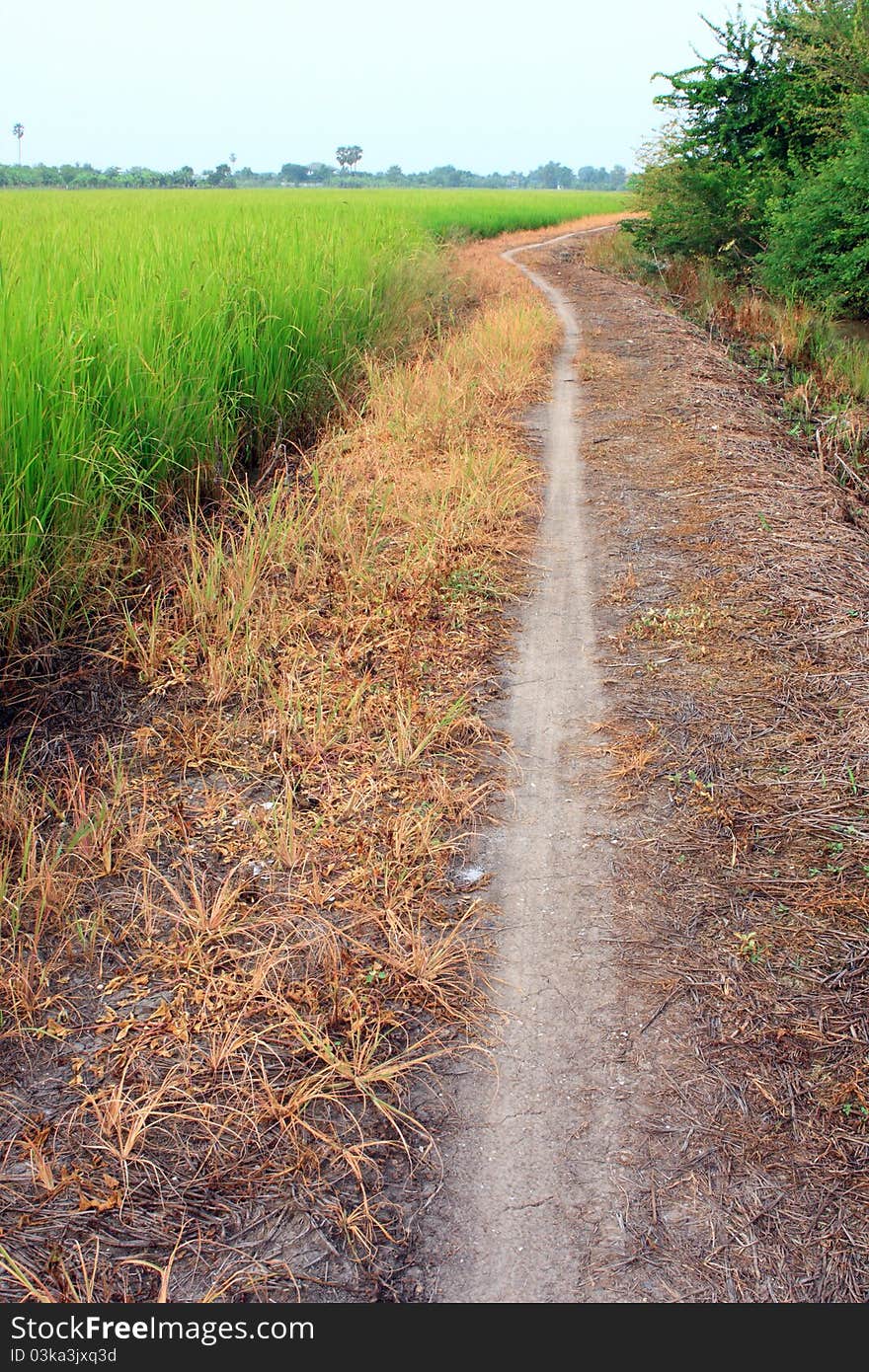 Field during the morning.