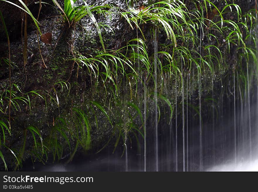 Water in tropical rainfrest are start point of water in big river. Water in tropical rainfrest are start point of water in big river