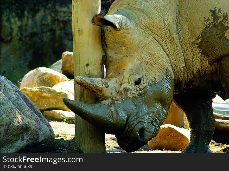 A Rhinoceros at the Erie Pennsylvania Zoo