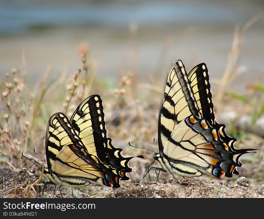 Butterflys