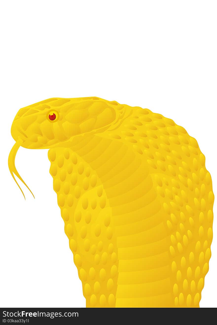 Gold poisonous snake. The illustration on white background. Gold poisonous snake. The illustration on white background.