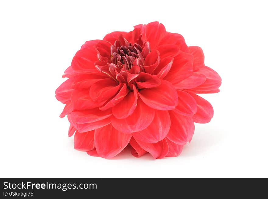 A red dahlia isolated on a white background