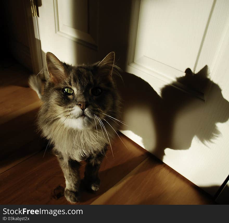 Old, grey, longhair house cat in unusual lighting with heavy shadows and reflections from a late afternoon sun. Old, grey, longhair house cat in unusual lighting with heavy shadows and reflections from a late afternoon sun.