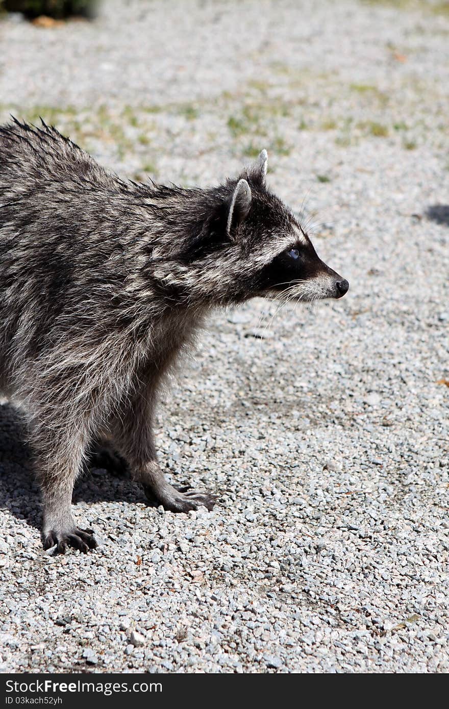 Raccoon in the Stanley Park in Vancouver. Canada. Raccoon in the Stanley Park in Vancouver. Canada