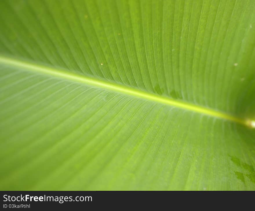 Leaf s textures