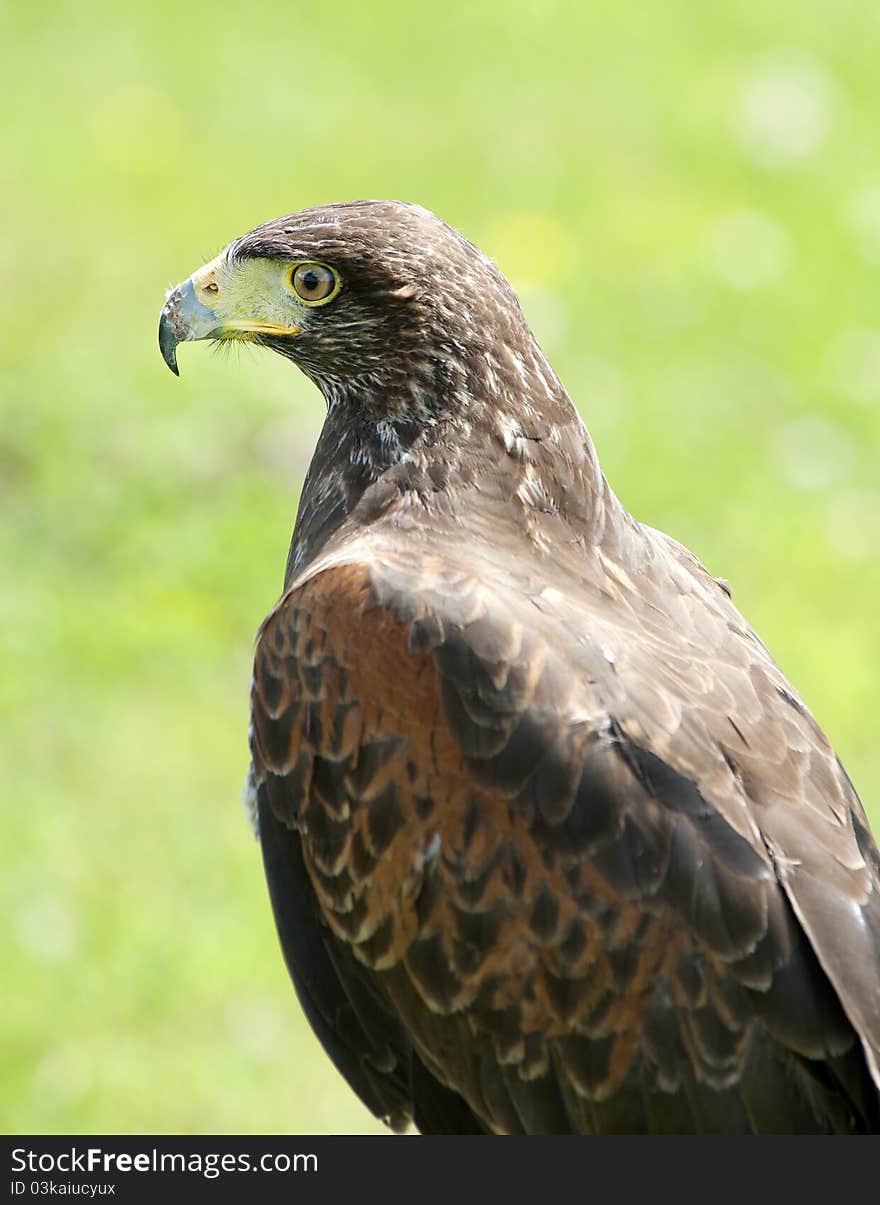 Close up of a Harris Hawk