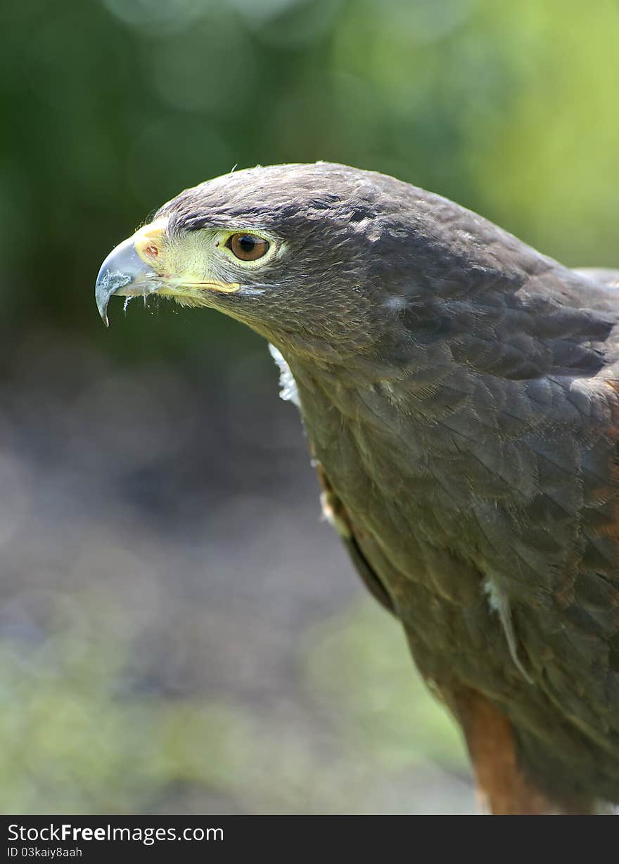 Harris Hawk