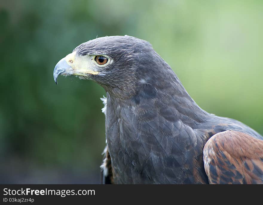 Close up of a Harris Hawk