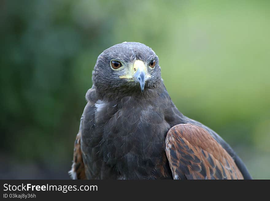 Close up of a Harris Hawk