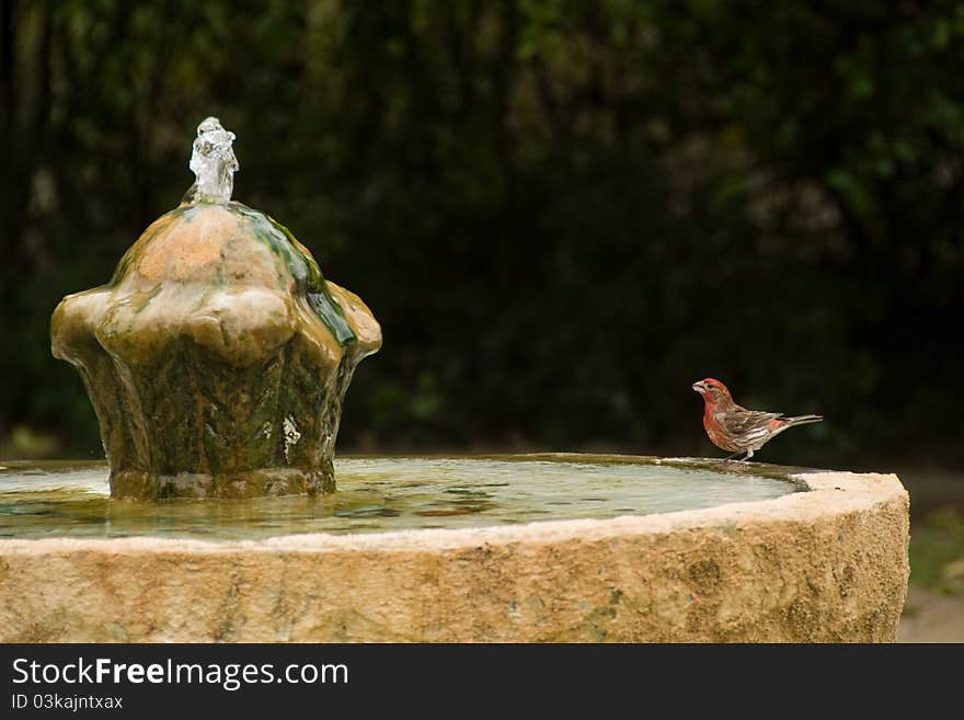 red  bird sets on edge of old fountain staring up