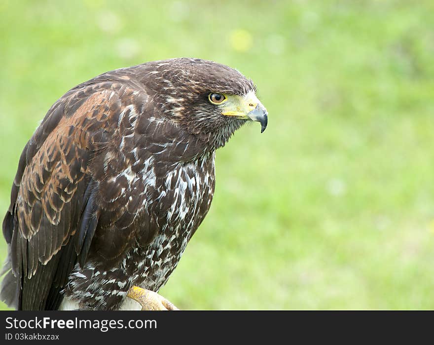 Harris Hawk