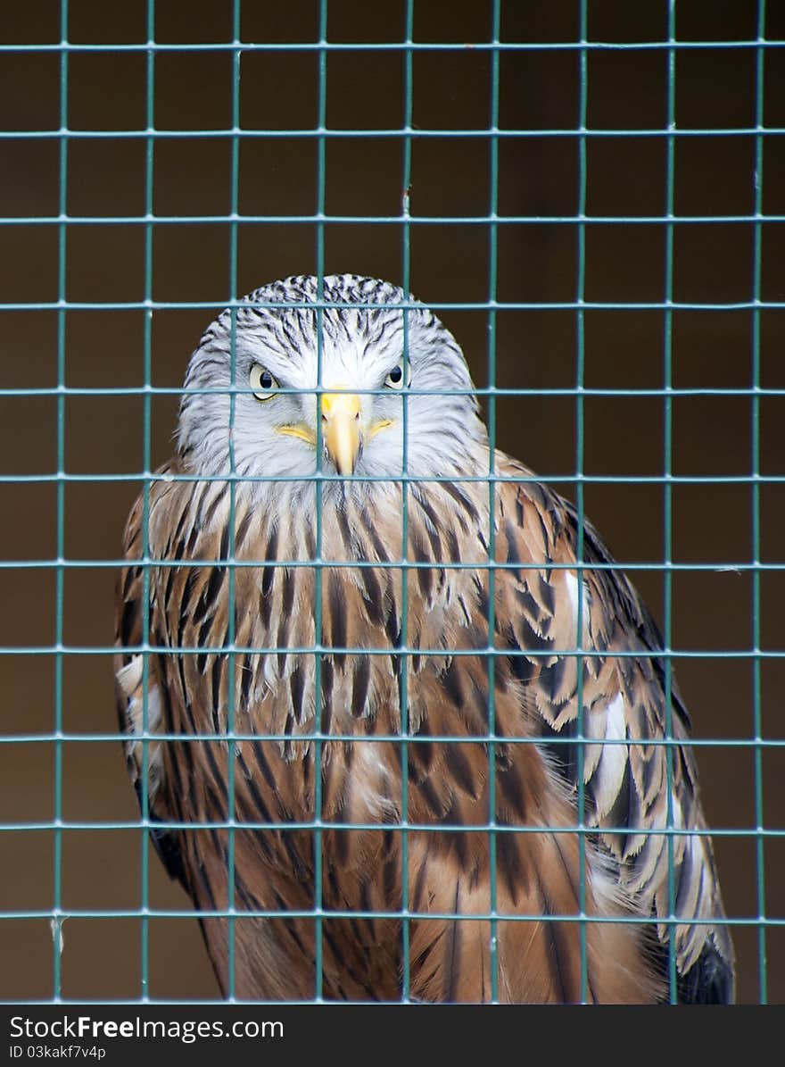 Red Kite