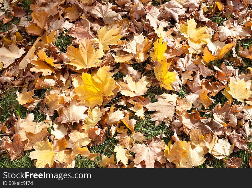 Background of colourful autumn maple leaves. Background of colourful autumn maple leaves.