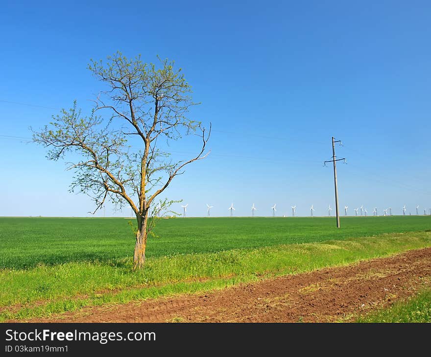 Wind-turbines and a tree on a green field