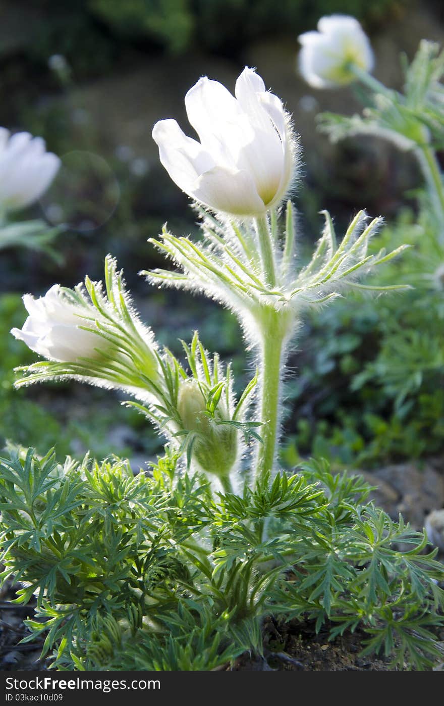 Beautiful white pasqueflowers blooming in early spring. Beautiful white pasqueflowers blooming in early spring