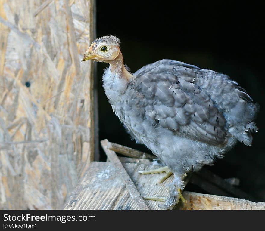 Grey chicken in the chicken coop. Grey chicken in the chicken coop