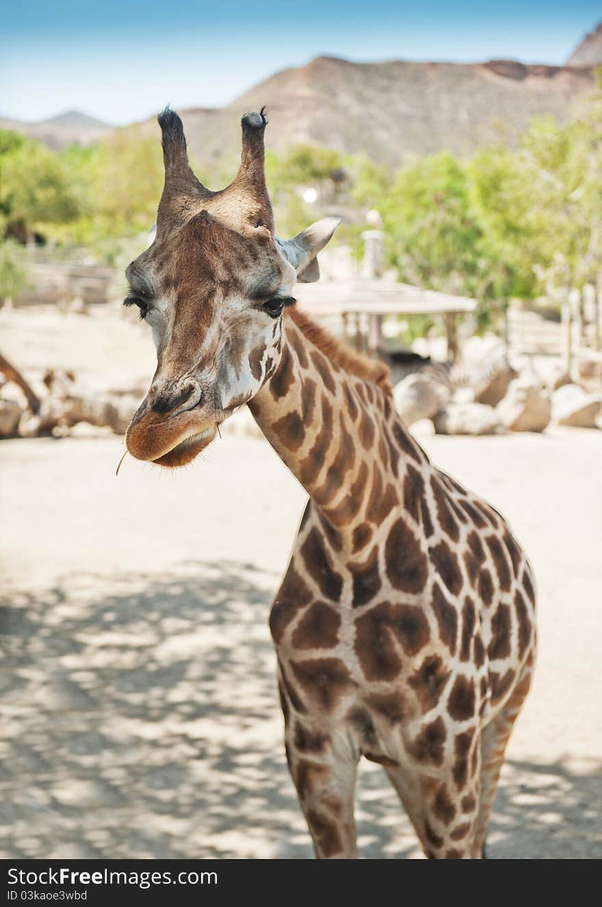 Portrait of a young giraffe, nature background