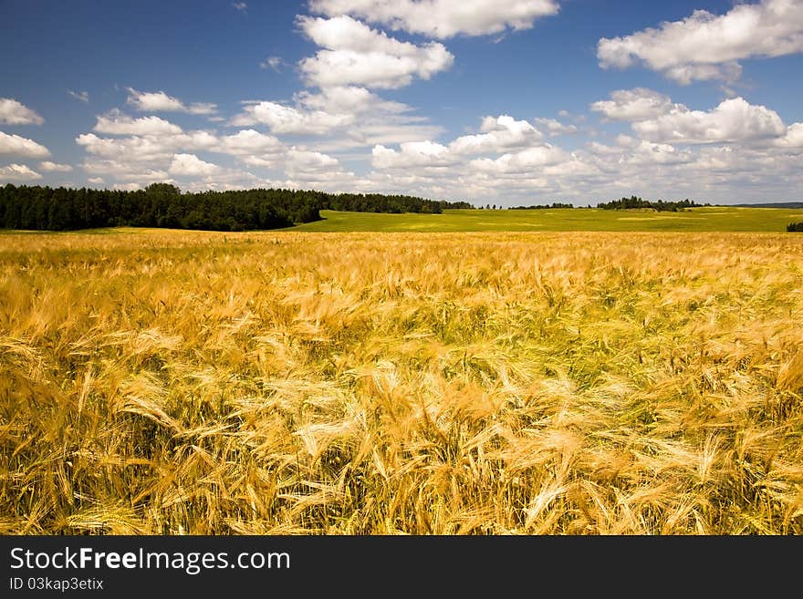 Agricultural field on which grow up oats (multi-colored as has partially ripened). Agricultural field on which grow up oats (multi-colored as has partially ripened)