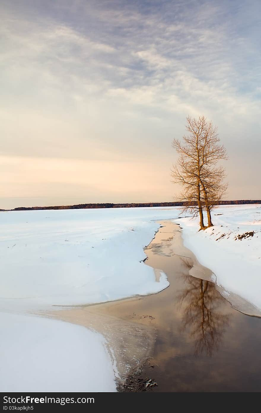 The lonely tree standing in the field in a winter season