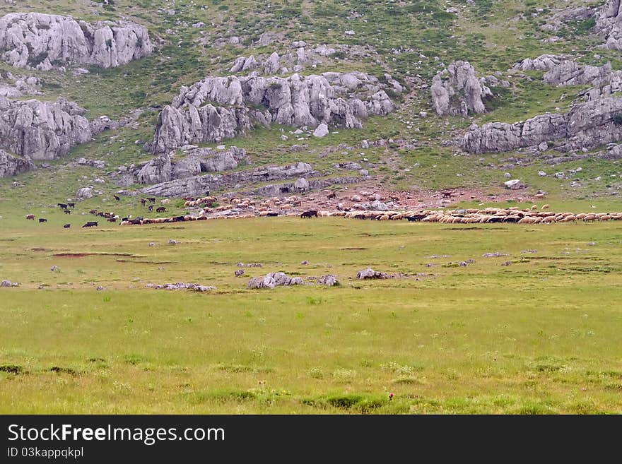 Sheep Flock On A Mountain Meadow