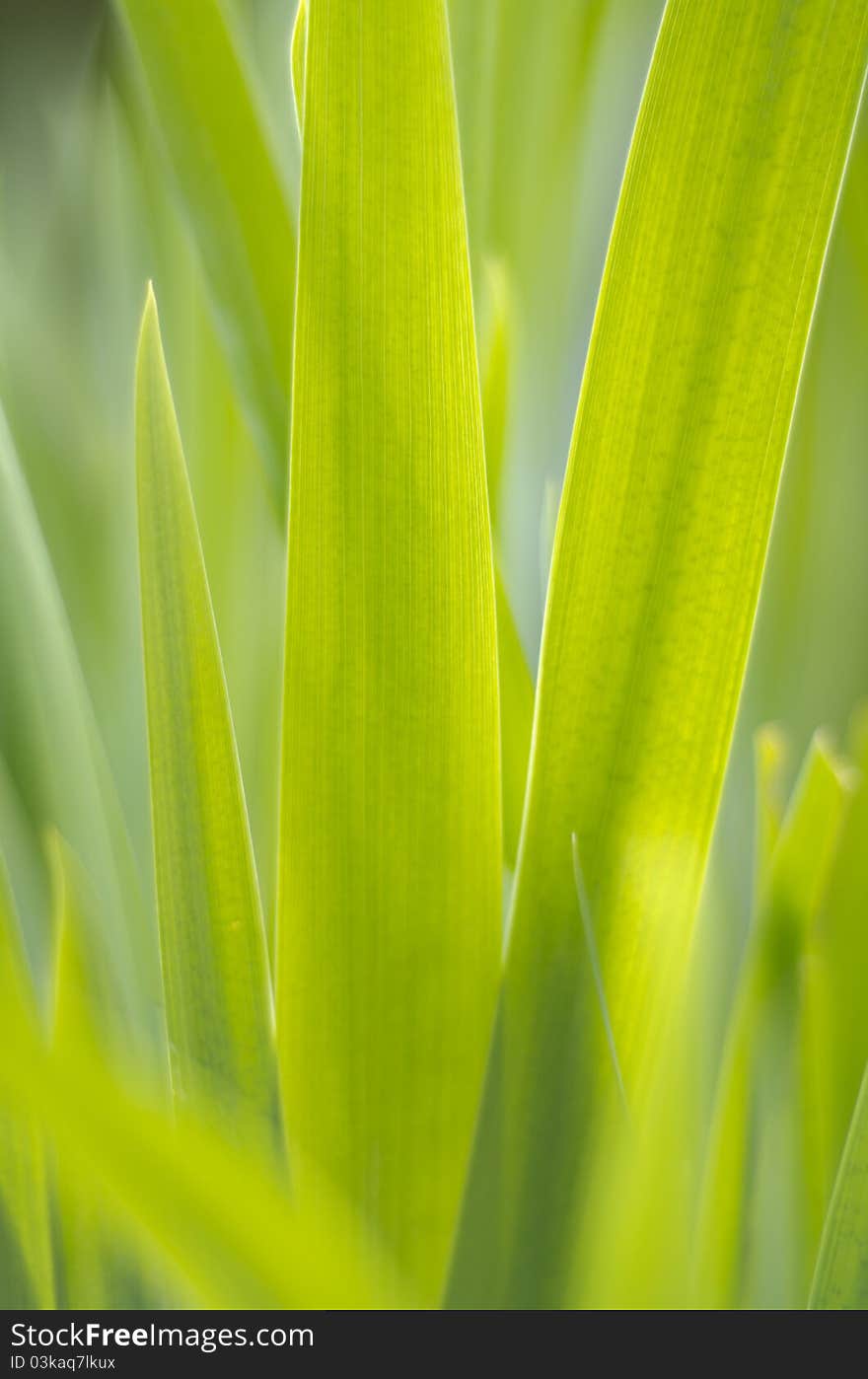 Green leaves