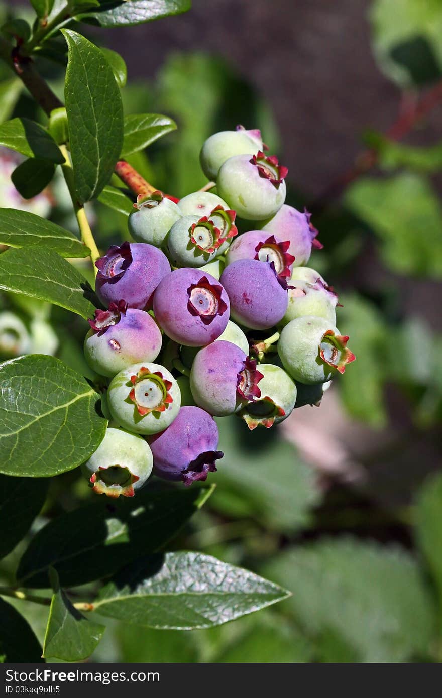 Ripe and half ripe blueberries at the bush. Ripe and half ripe blueberries at the bush