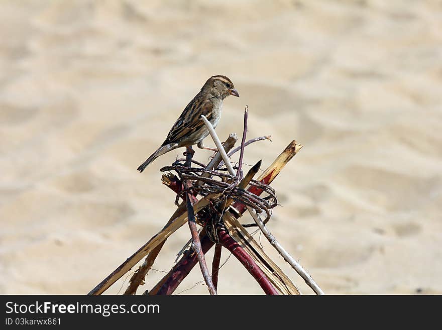 Close-up of a sparrow sitting on some bonded sticks on the beach