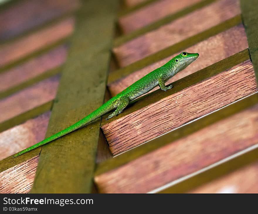 small green gecko in silhouette