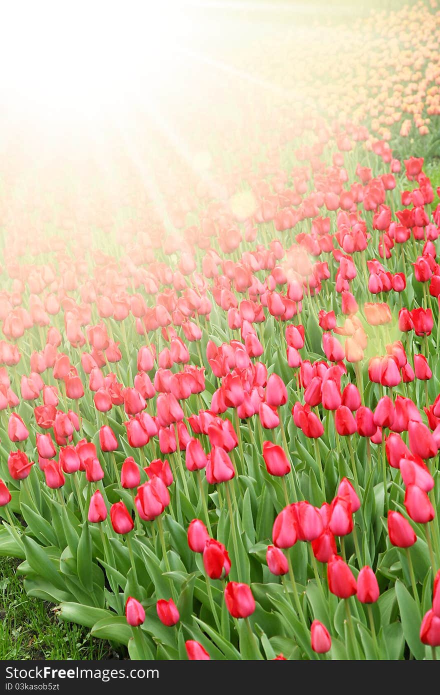 Nature background: field of red tulips.