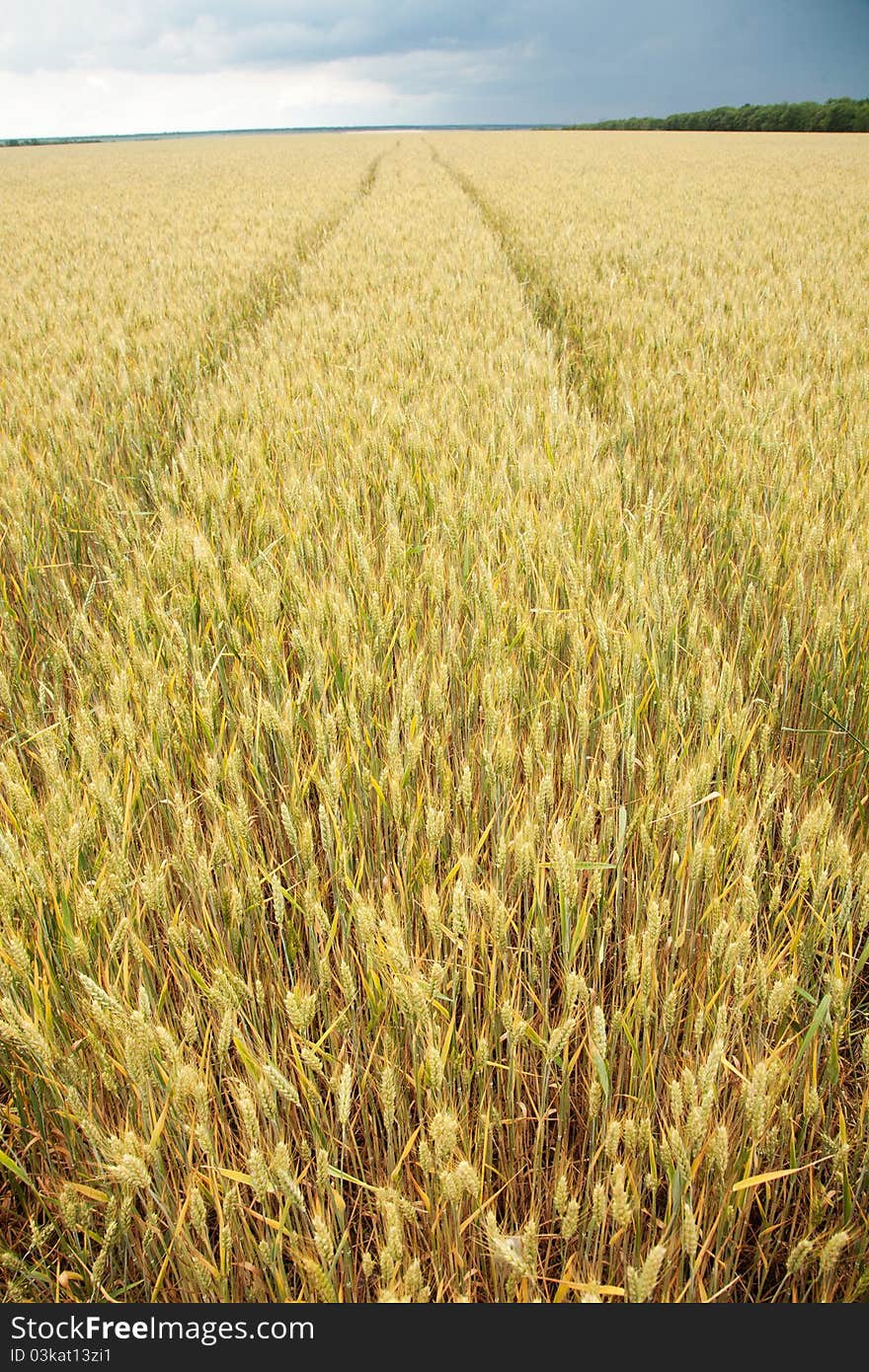 Close Up Shot Of Wheat Stalk