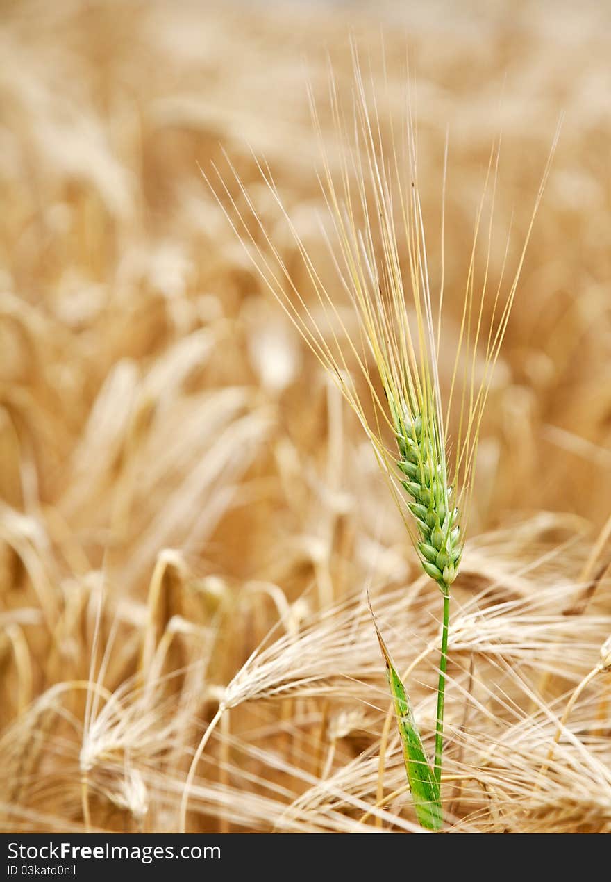 Yellow wheat field.