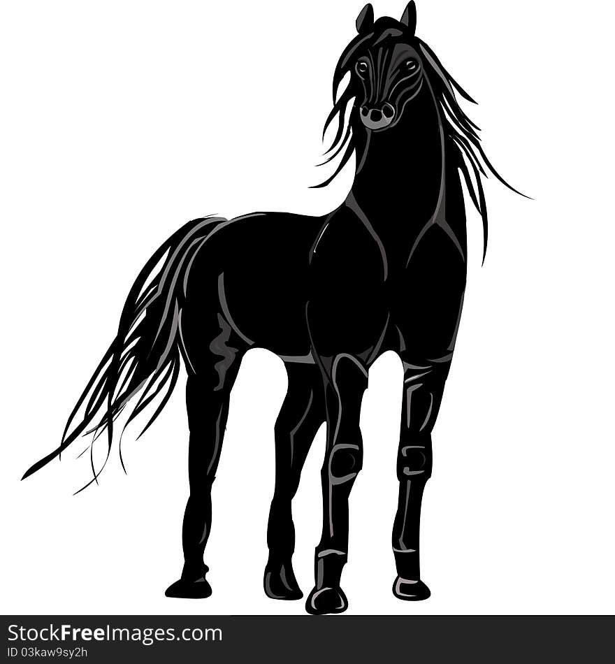 Black stallion on white background