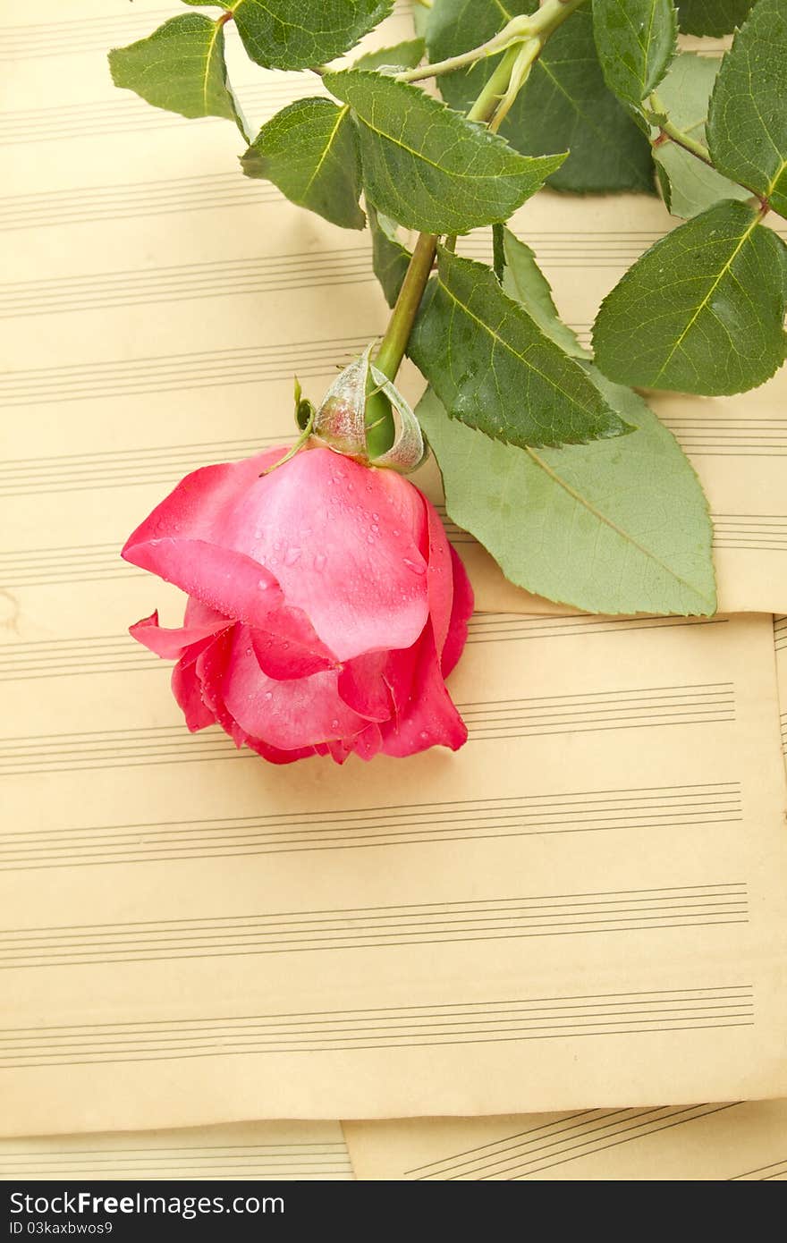 Old Sheet music sheets and a red rose. Old Sheet music sheets and a red rose