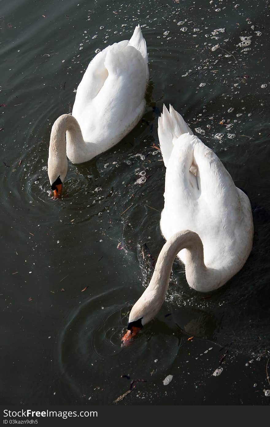 Two swans feeding, River Seine, Normandy