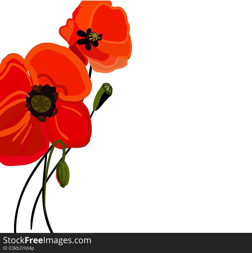 Realistic  illustration with red poppy. Realistic  illustration with red poppy