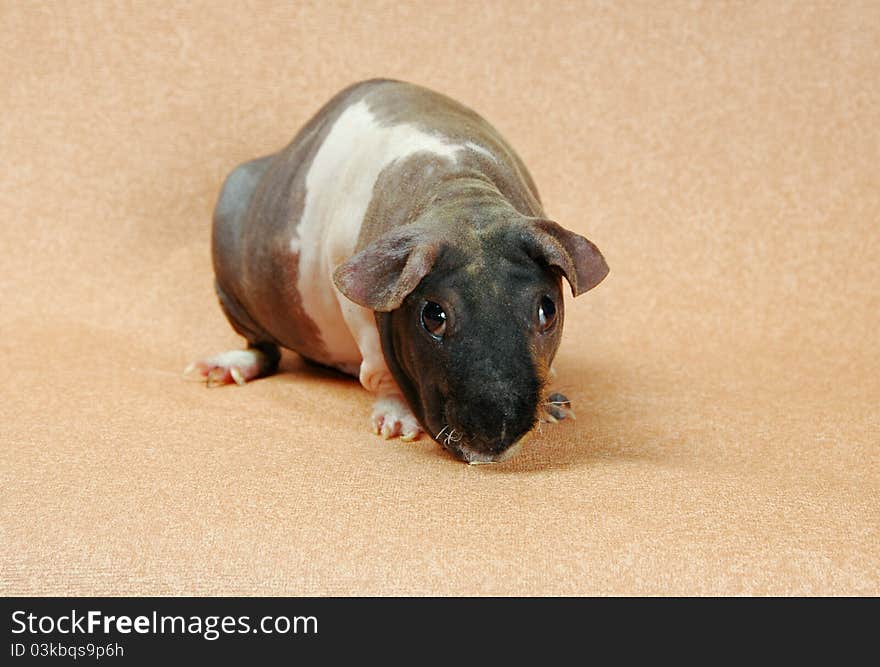 Naked cavy sitting on beige background