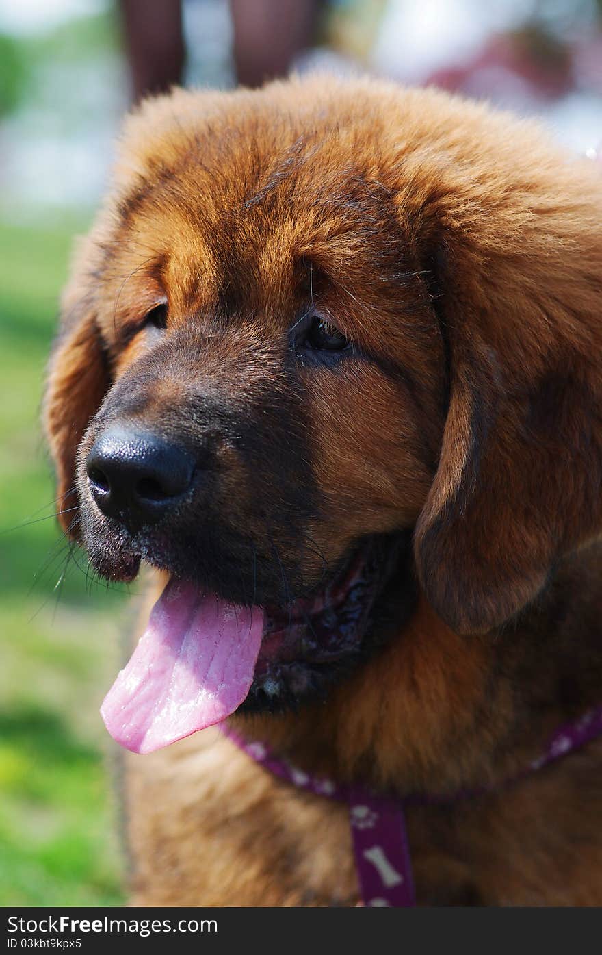 Tibetan Mastiff Puppy