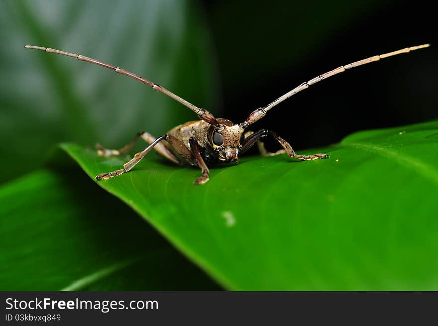 Long horn insect from the tropical, with lovely eyes. Long horn insect from the tropical, with lovely eyes.