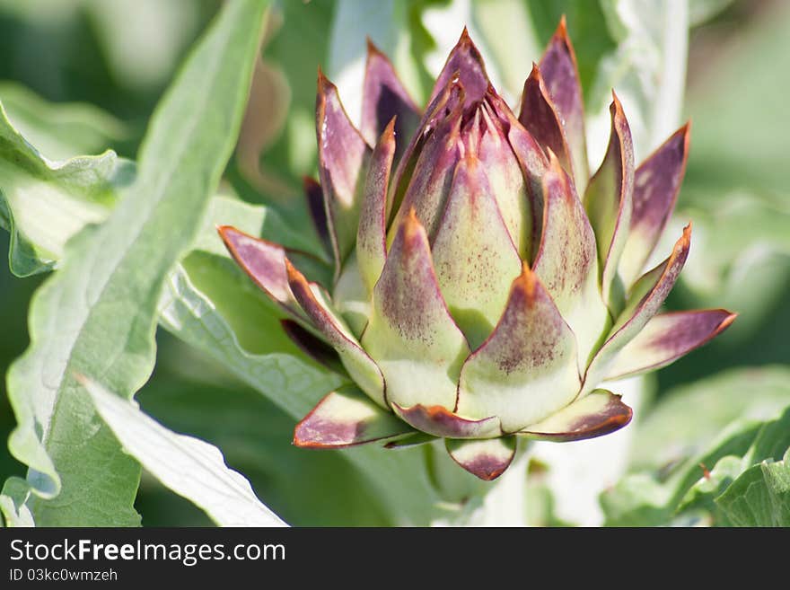 Artichoke