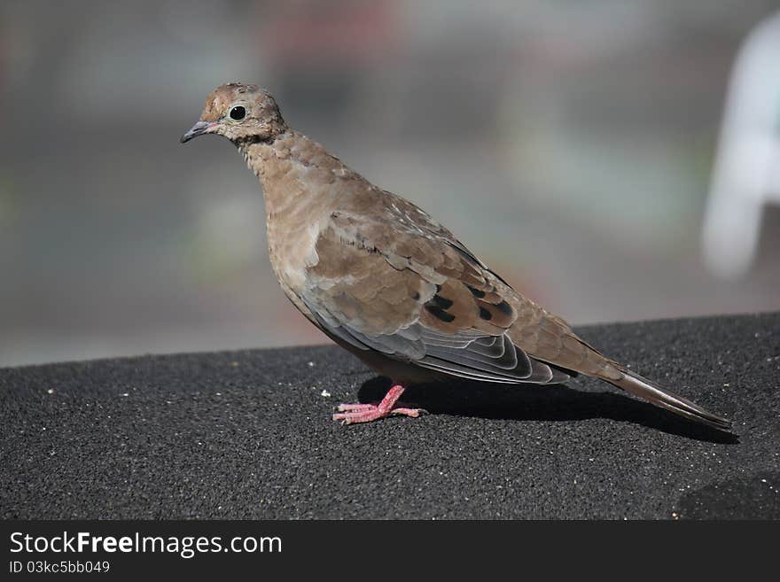 Mourning Dove