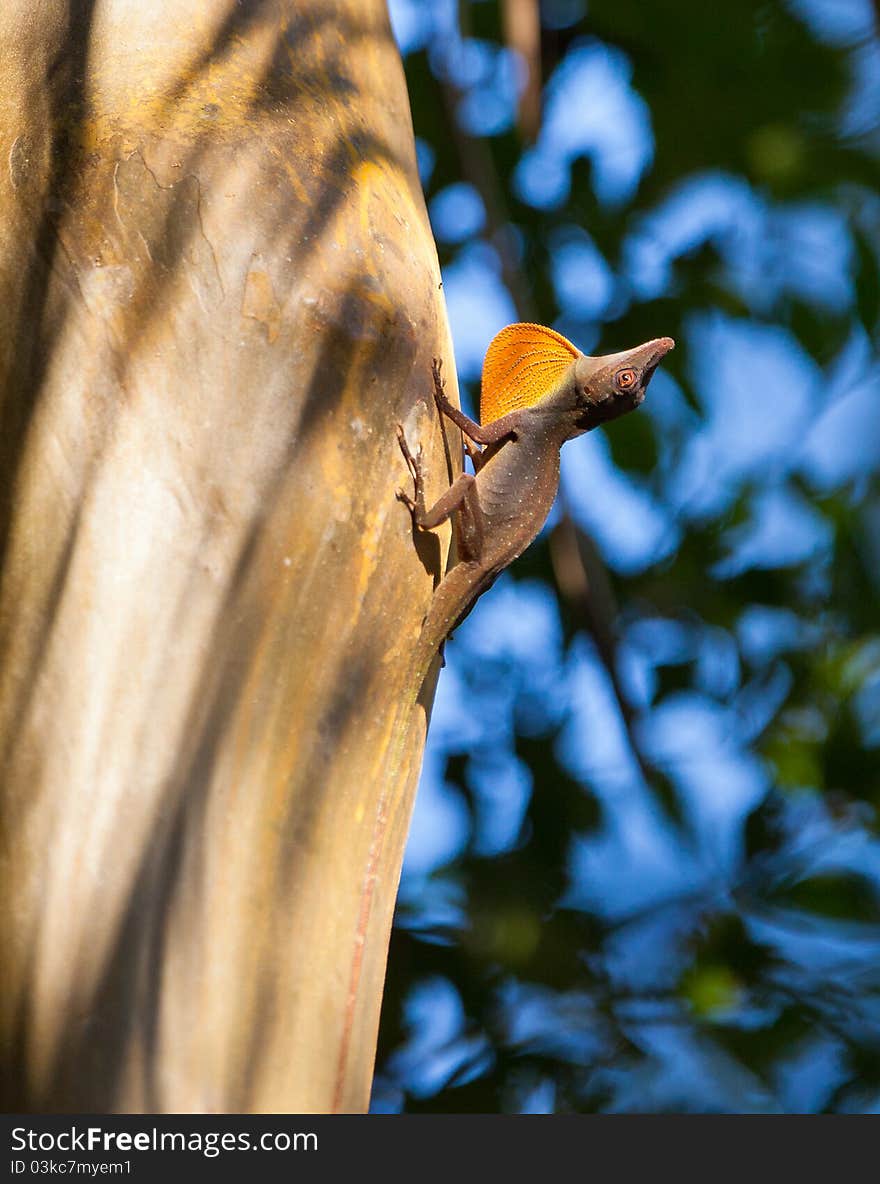 The extension of it´s gorge skin and vigorous head bobbing of this male Anolis lizard not only rejects other intruding males but may also attract near-by females. The extension of it´s gorge skin and vigorous head bobbing of this male Anolis lizard not only rejects other intruding males but may also attract near-by females.