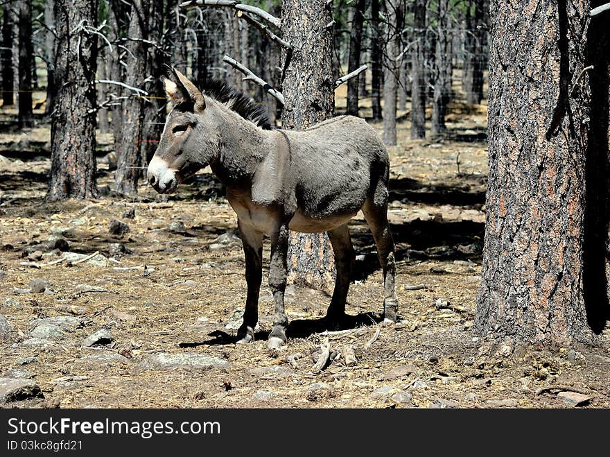 American Burro